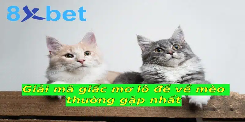 Giải mã giấc mơ lô đề và những thông tin bạn cần biết 5 Giải mã giấc mơ lô đề về mèo thường gặp nhất