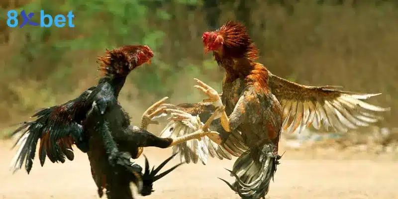 bí quyết hiệu quả khi tham gia cá cược đá gà cựa dao