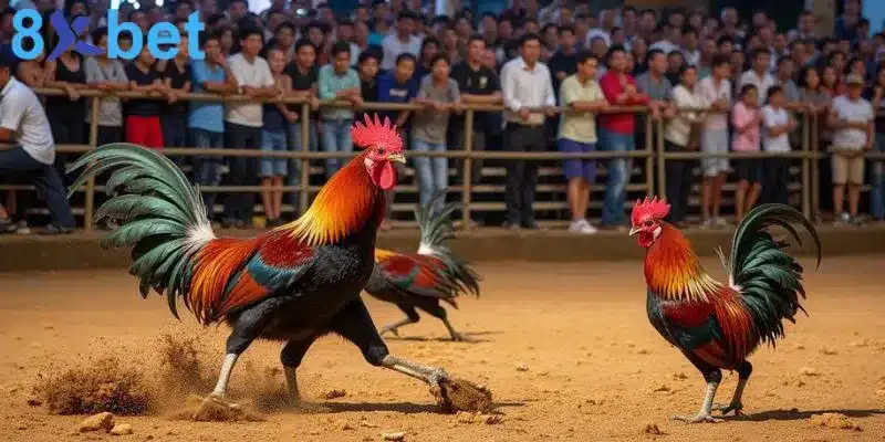 Đá gà trực tiếp - Giải trí kịch tính và đổi đời nhanh chóng 7 Cách thức cá cược đá gà trực tiếp khá đơn giản, dễ hiểu