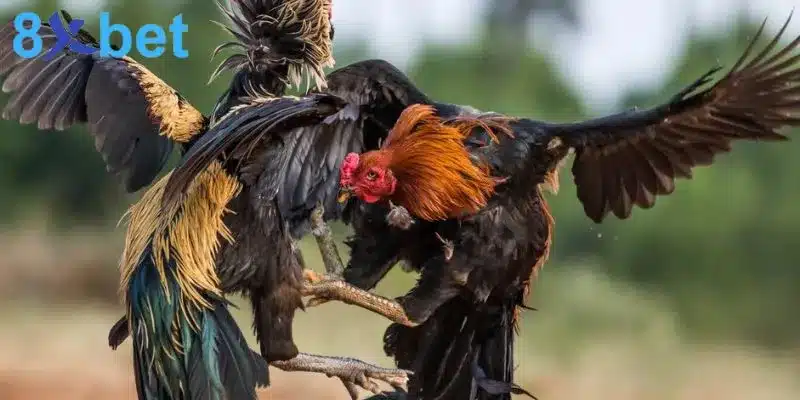 Đá gà trực tiếp - Giải trí kịch tính và đổi đời nhanh chóng 5 Có nhiều thể loại đá gà đa dạng cho anh em lựa chọn